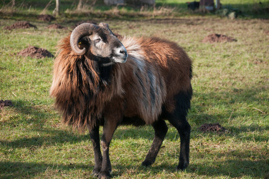 Schafsbock