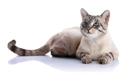 The striped blue-eyed cat lies on a white background.