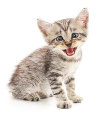 Fototapeta premium Kitten on a white background