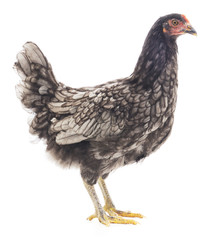 Grey hen