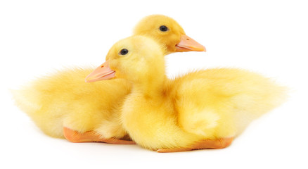 Two ducklings