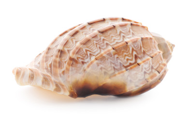 Sea shell