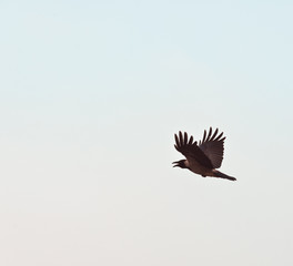 Obraz na płótnie Canvas Grey crow