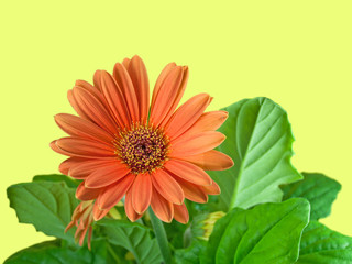 Gerbera