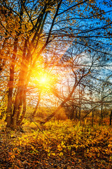 sunset in leafless autumn forest instagram stile