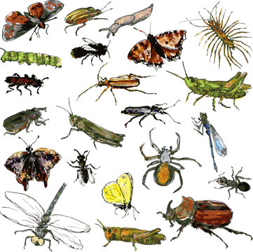 set of watercolor drawing insects