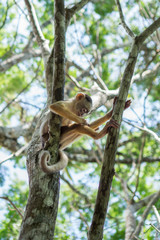 Small Monkey on tree in Amazon Forest