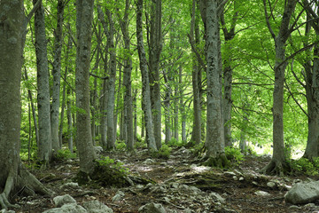 Beech forest
