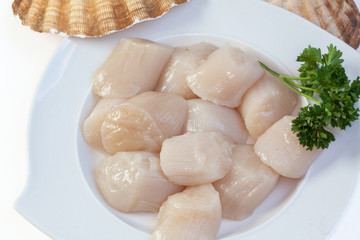 Coquilles saint Jacques sur fond blanc
