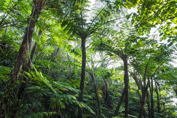 Fototapeta premium 沖縄やんばるのヒカリヘゴ