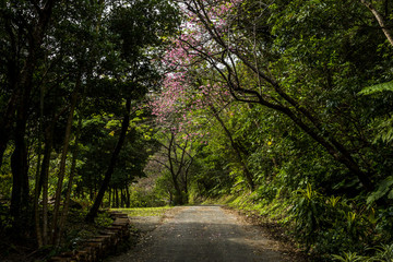 沖縄の桜がある道