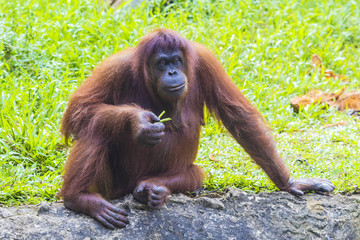 Orangutan in Sumatra, Indonesia