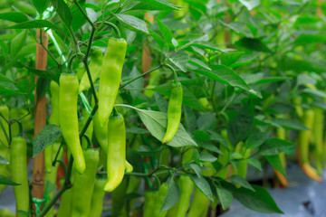 Obraz premium chilli pepper tree