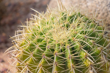 Close Up of Cactus Thorns , pattern background