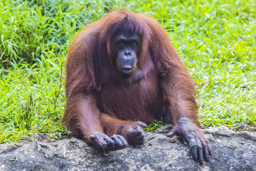 Orangutan in Sumatra, Indonesia