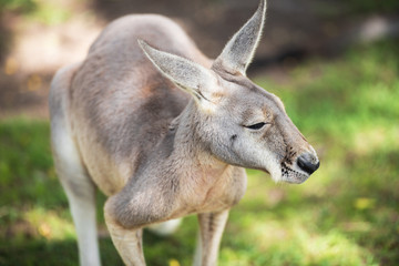 Naklejka na ściany i meble An Australian kangaroo outdoors on the grass.