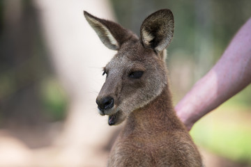 An Australian kangaroo outdoors on the grass.