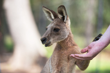 An Australian kangaroo outdoors on the grass.