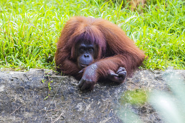 Orangutan in Sumatra, Indonesia © truphotovideo