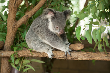 An Australian koala outdoors.