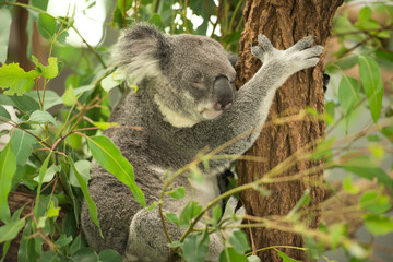 An Australian koala outdoors.