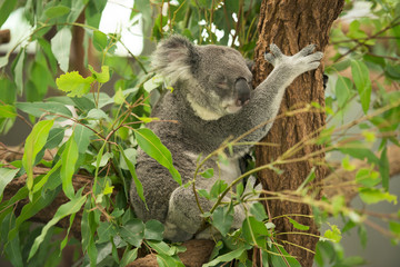 An Australian koala outdoors.