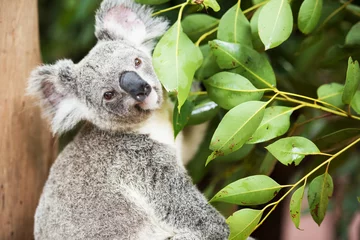 Photo sur Plexiglas Koala Un koala australien à l& 39 extérieur.