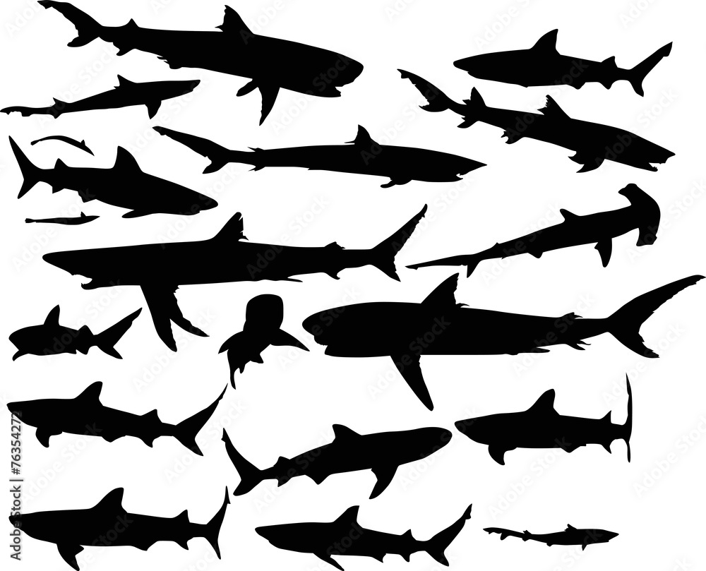 Wall mural set of sevevnteen sharks isolated on white