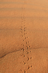 Traces on the sand in desert