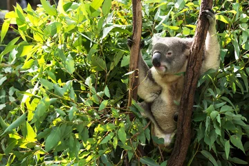 Zelfklevend Fotobehang Koala Een Australische koala buitenshuis.