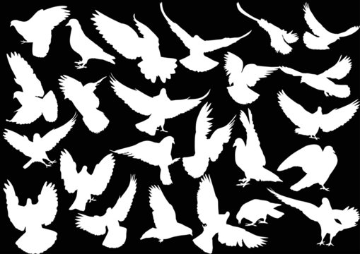 twenty four isolated white doves