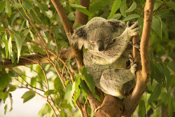 An Australian koala outdoors.