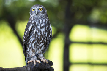 Owl in the wild.