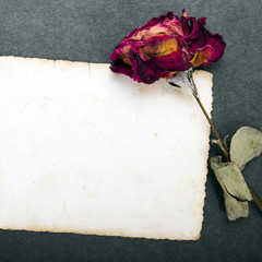 Dried red rose and blank photograph