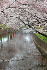 五条川の桜