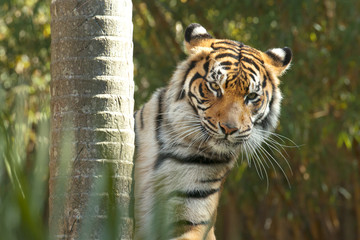 Large Bengal Tiger by itself outdoors in the Sunshine Coast, QLD