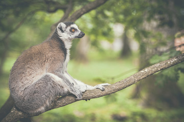 Lémurien maki catta dans un arbre