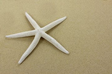 White starfish on a sandy beach. Close up.
