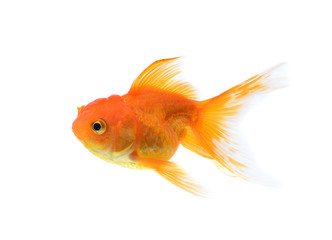 golden fish on white background