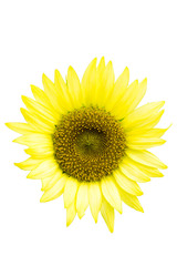 “Pacino Lemon”, Sunflower, white background, cut out