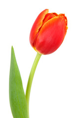 Tulpe