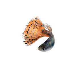 guppy fish isolate on white - obrazy, fototapety, plakaty