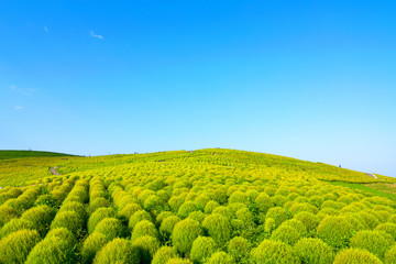 Kochia hill (green) and the blue sky