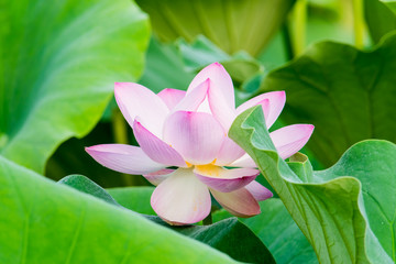 Light pink lotus flower