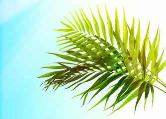 Beautiful palm leaves on light blue background