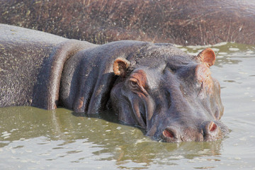 Portrait of a hippo in a pool
