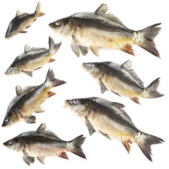 Collage of fresh carp fishes, isolated on white