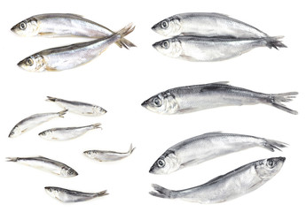 Collage of fresh fishes, isolated on white
