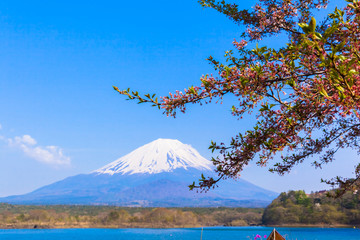 Fototapeta premium Cherry blossom tree and Mount Fuji