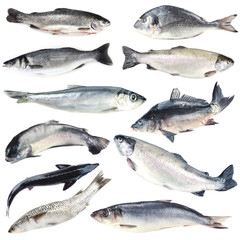 Fresh fish collage, isolated on white